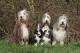 BEARDED COLLIE 366